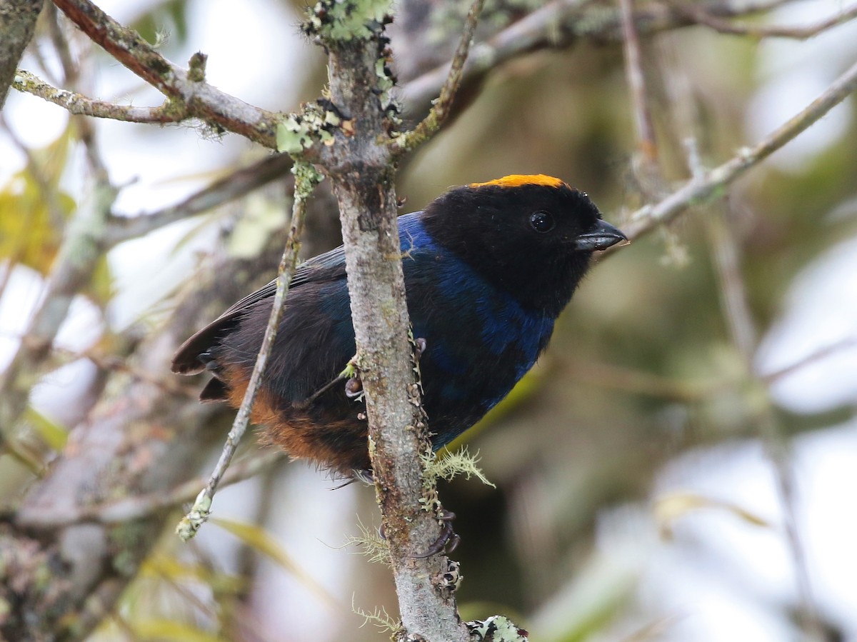 Golden-crowned Tanager - ML205397141