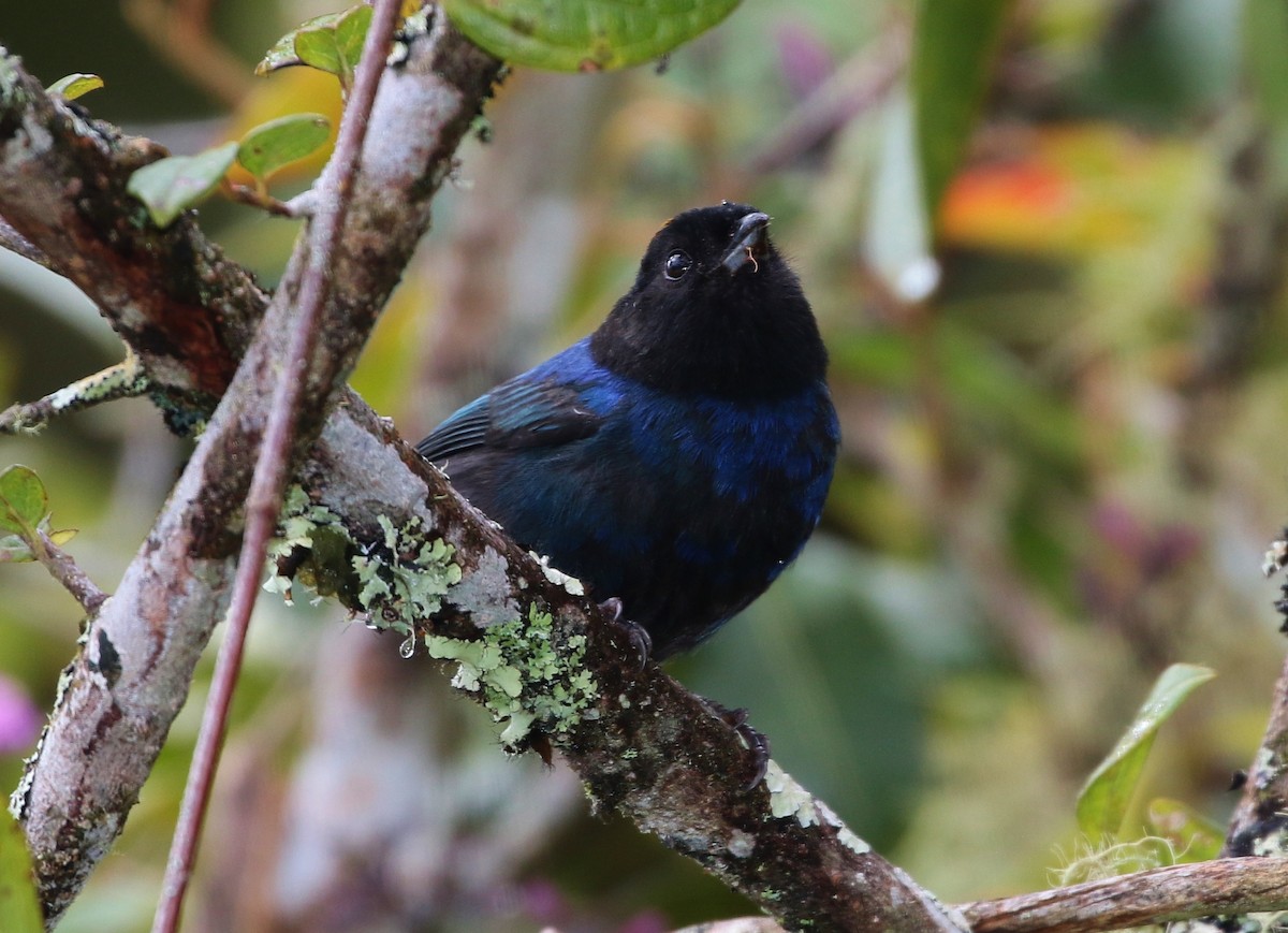 Golden-crowned Tanager - ML205397151