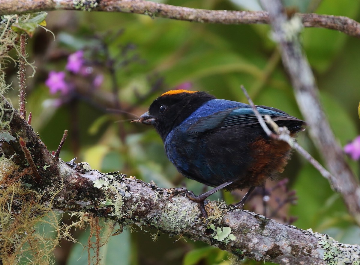 Golden-crowned Tanager - ML205397161