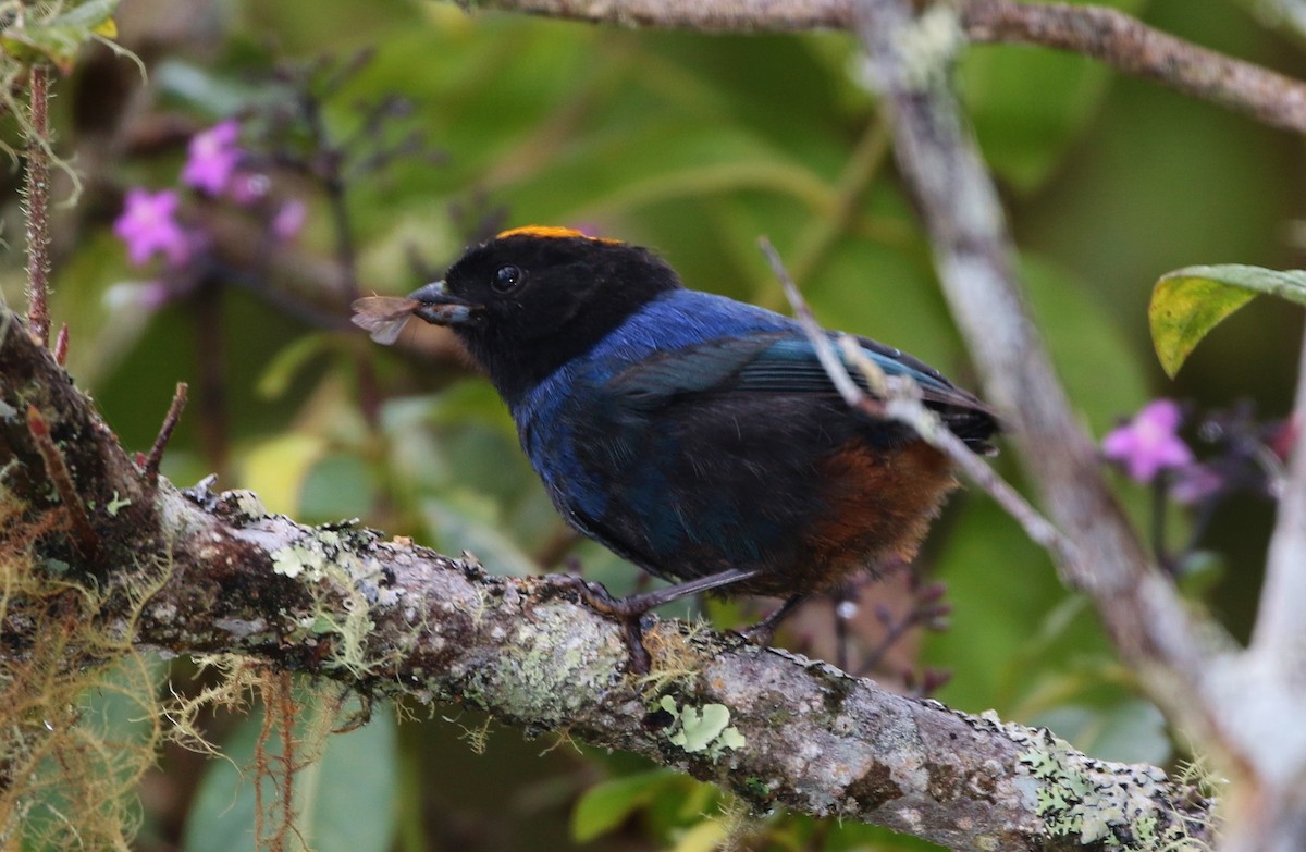 Golden-crowned Tanager - ML205397171