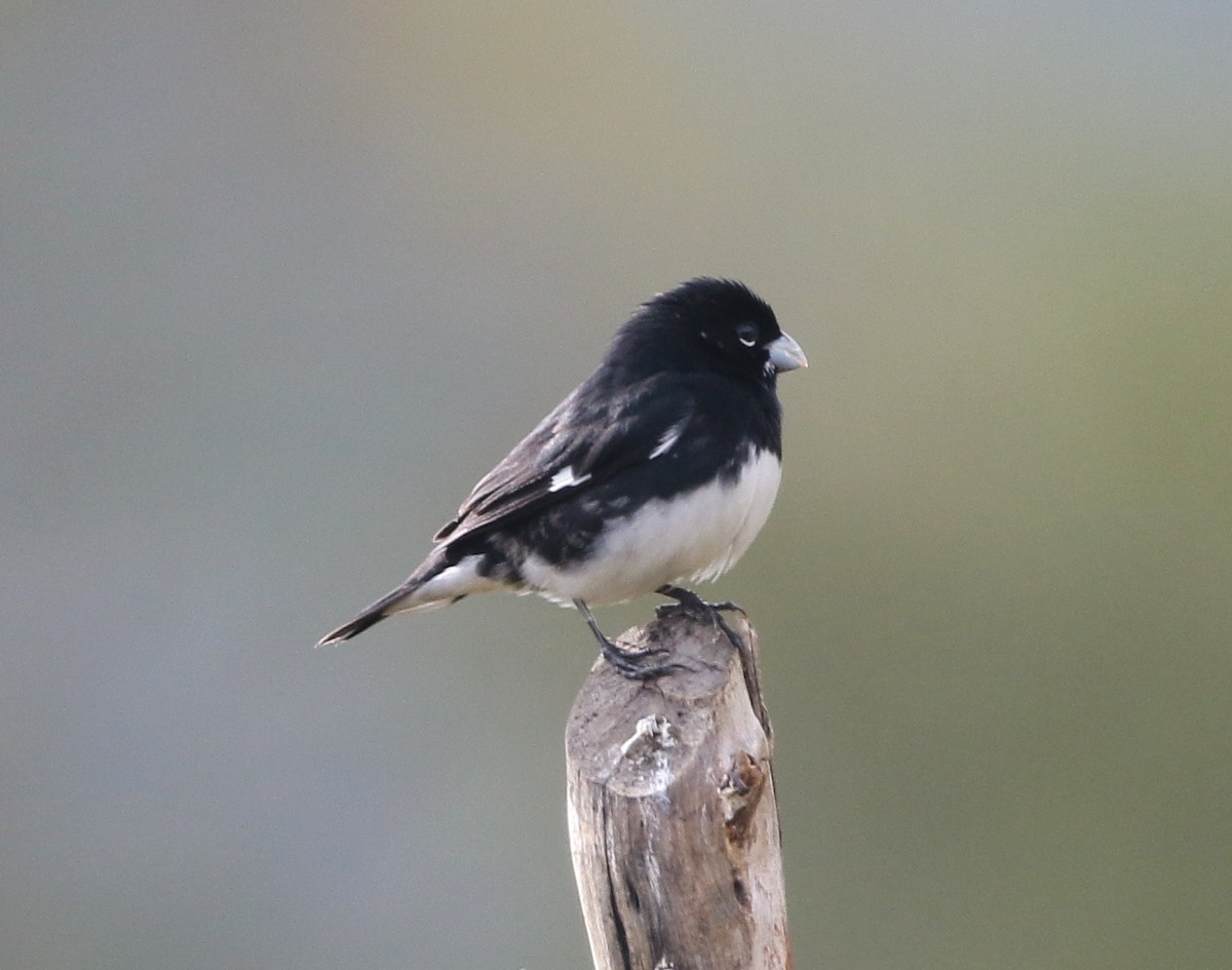 Black-and-white Seedeater - ML205397191