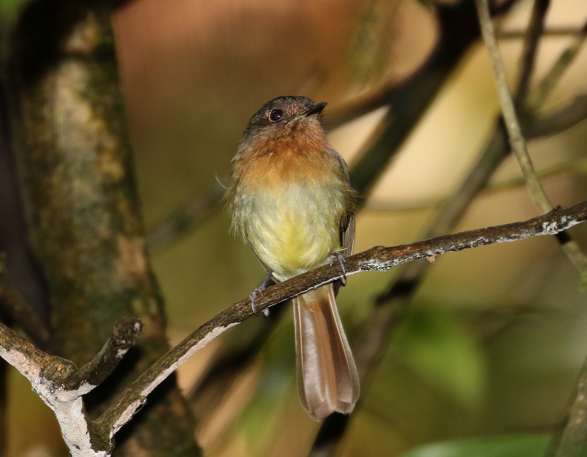 Rufous-breasted Flycatcher - ML205397271