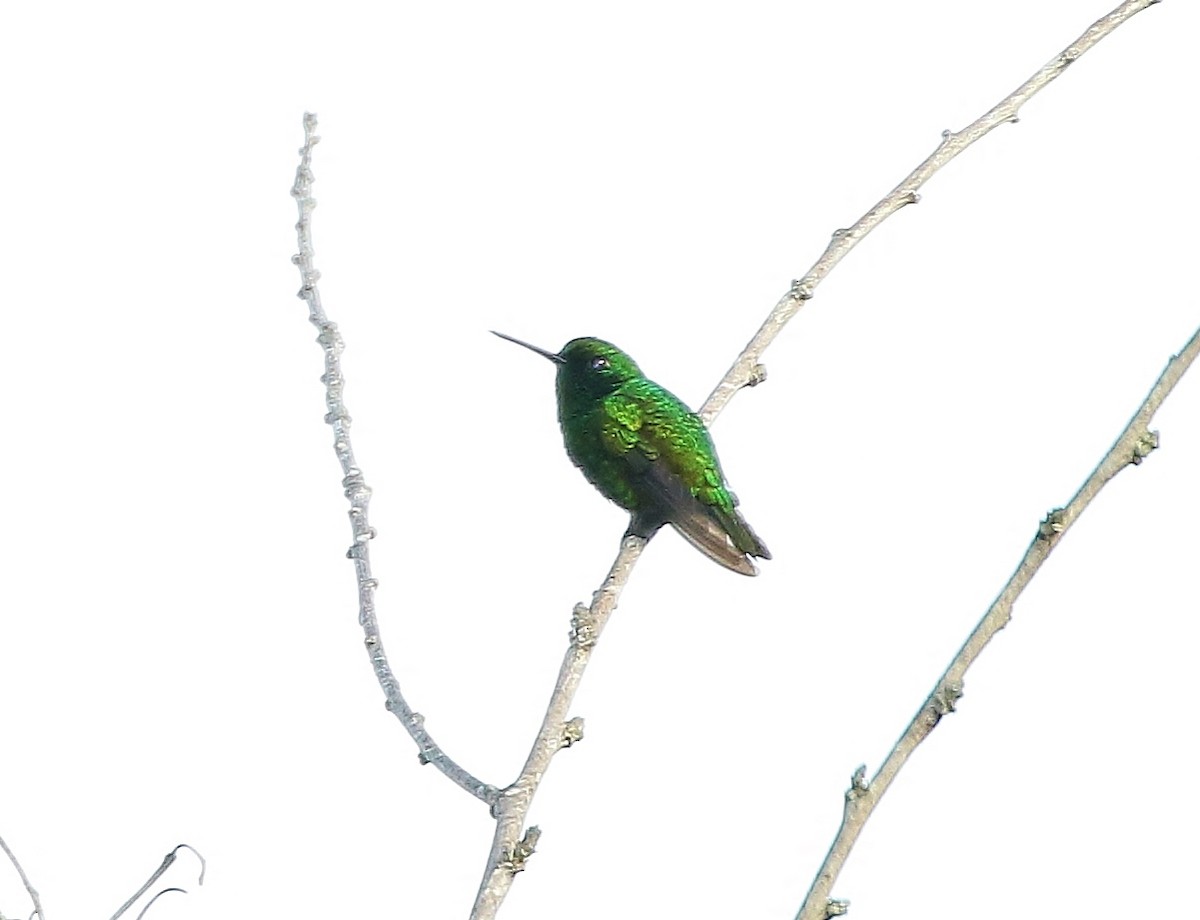 Short-tailed Emerald - Margareta Wieser