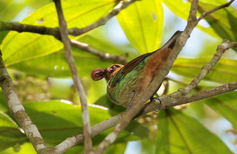 Rufous-cheeked Tanager - ML205397461