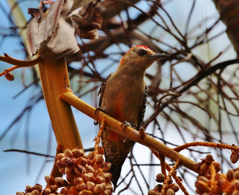 Red-crowned Woodpecker - ML205397691