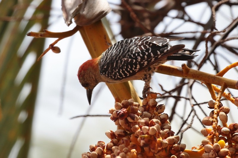 Red-crowned Woodpecker - ML205397701
