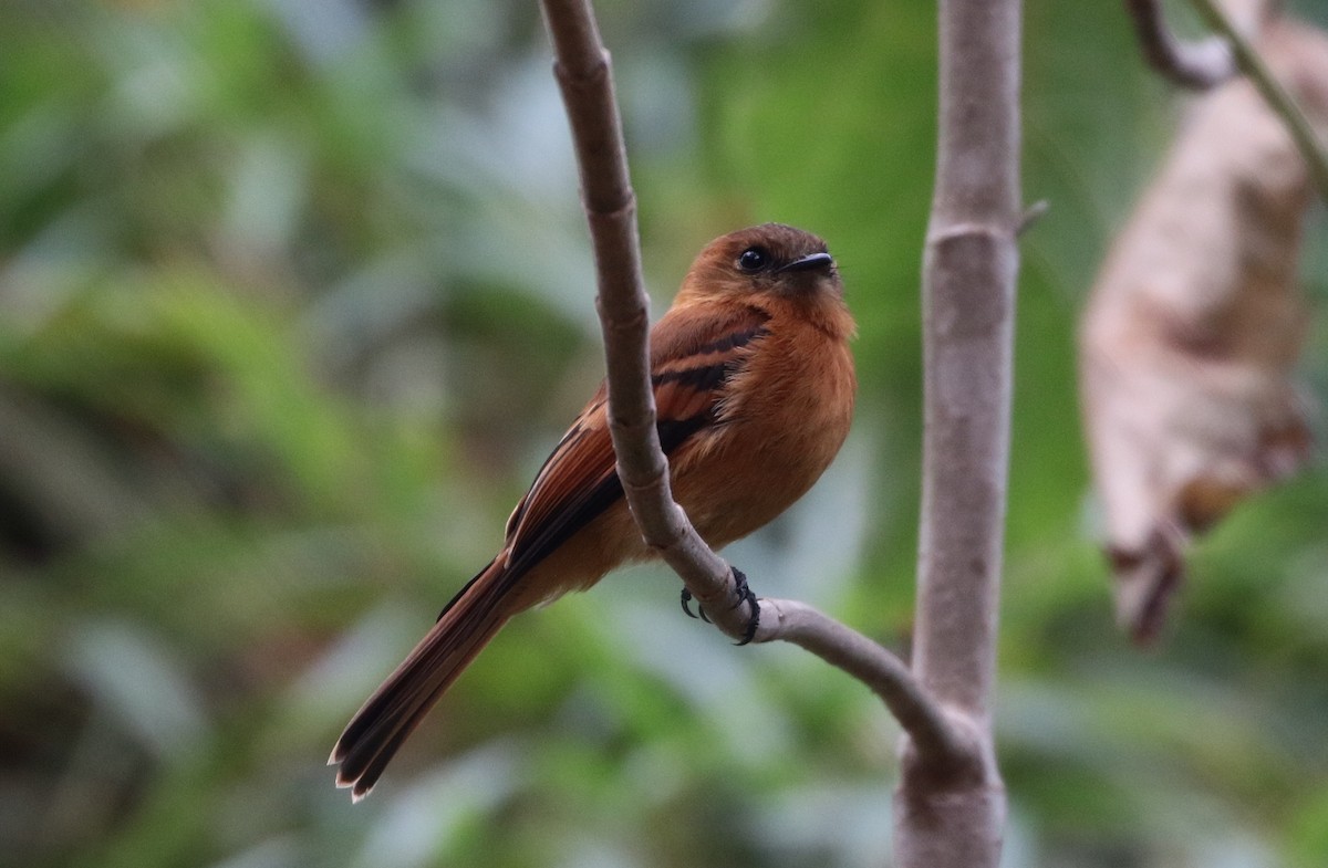 Cinnamon Flycatcher (Venezuelan) - Margareta Wieser