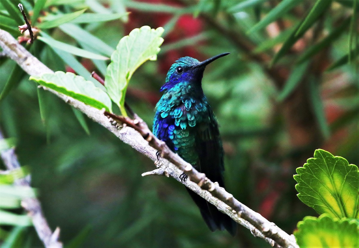 kolibřík modrolící - ML205397841