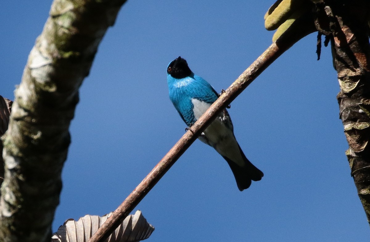 Swallow Tanager - ML205397961