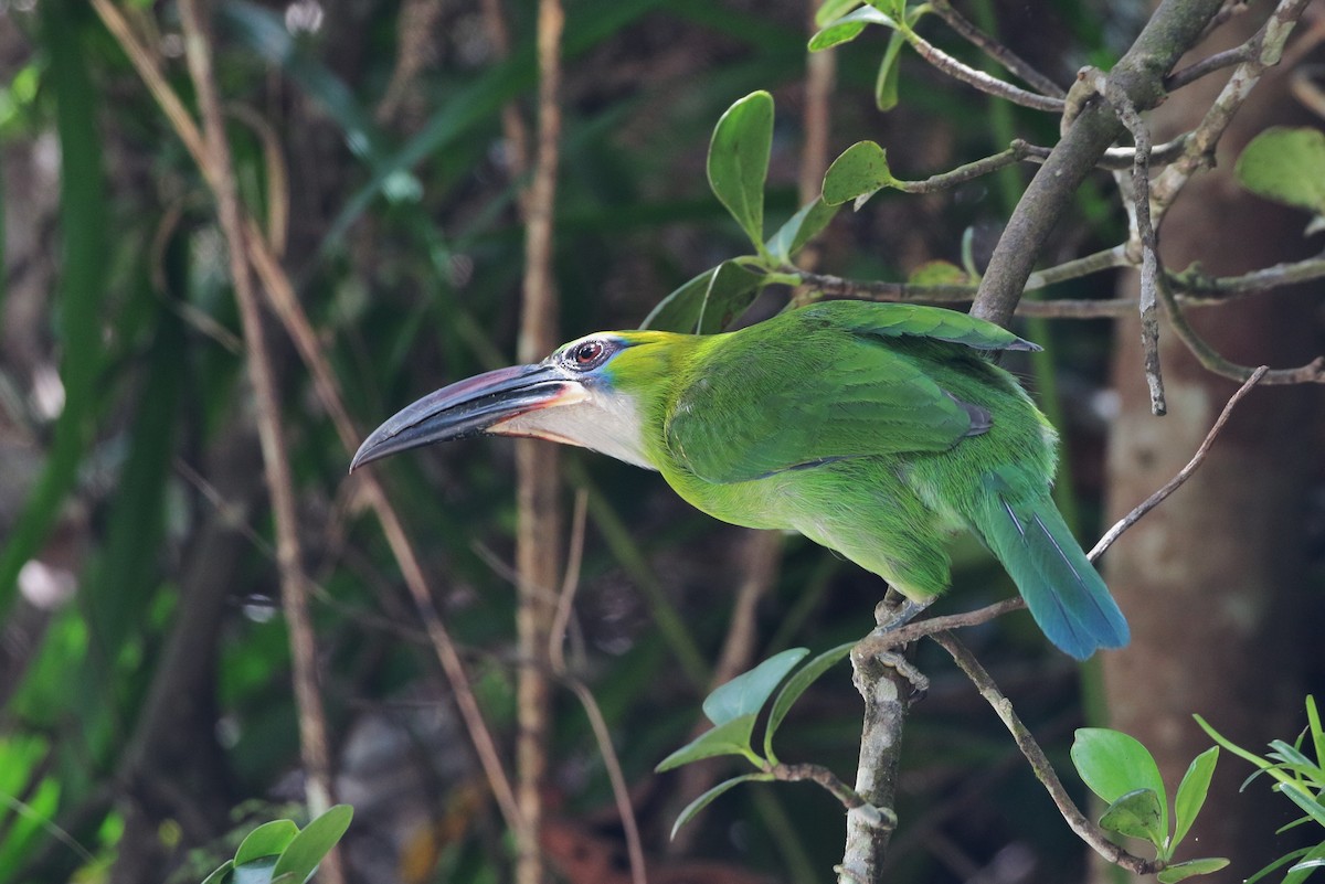 Groove-billed Toucanet (Groove-billed) - ML205397991