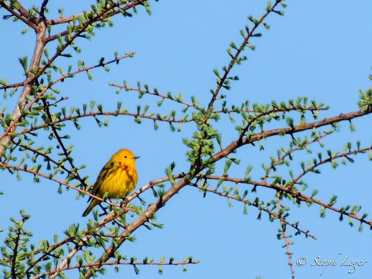 Yellow Warbler (Northern) - Steph Leger