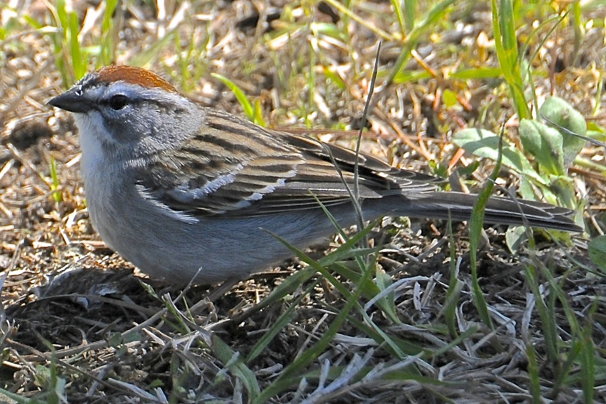 Chipping Sparrow - Theresa Bucher