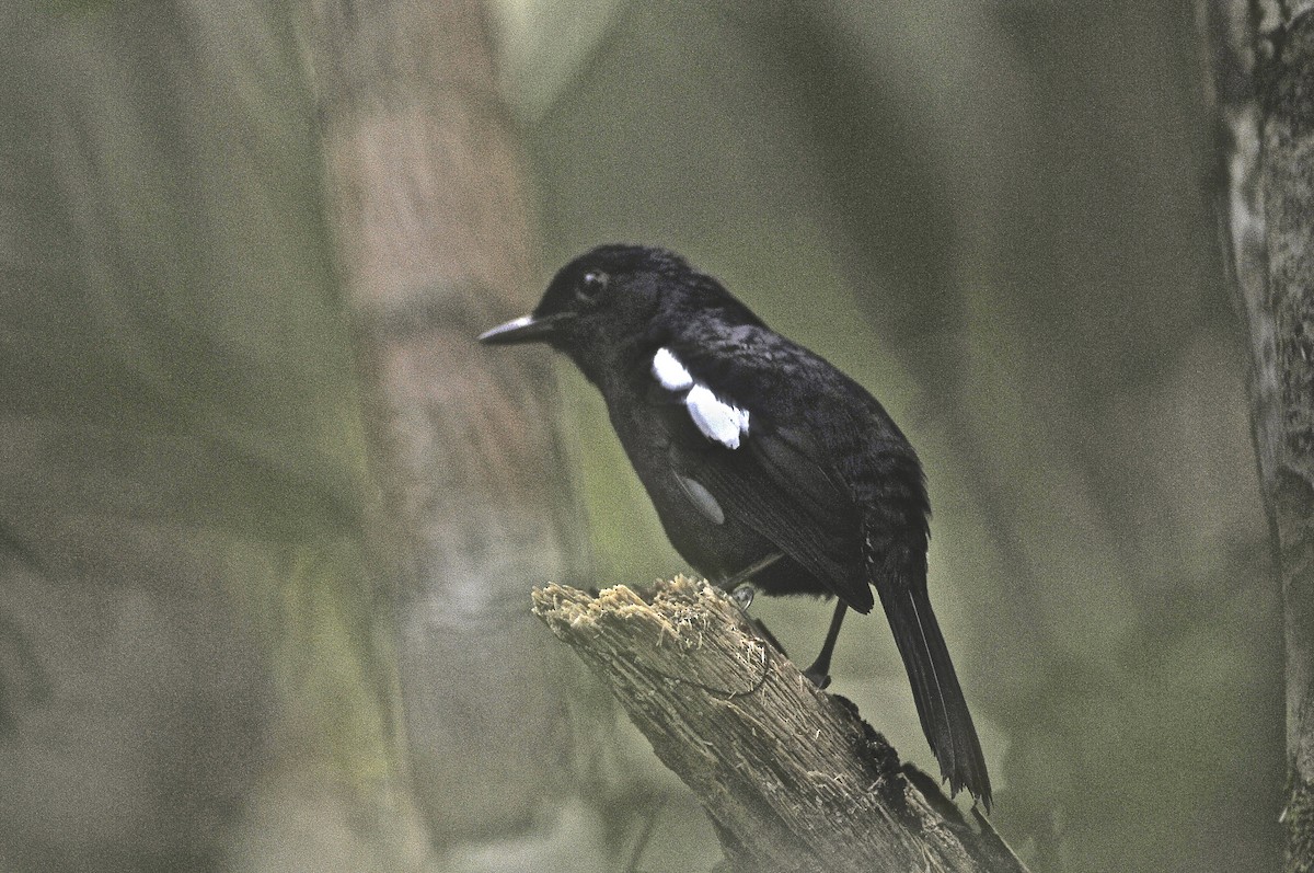 Madagascar Magpie-Robin (Black-bellied) - Theresa Bucher