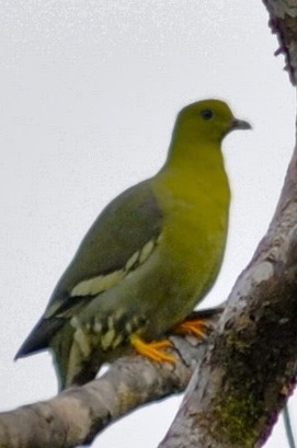 Madagascar Green-Pigeon - ML205398671
