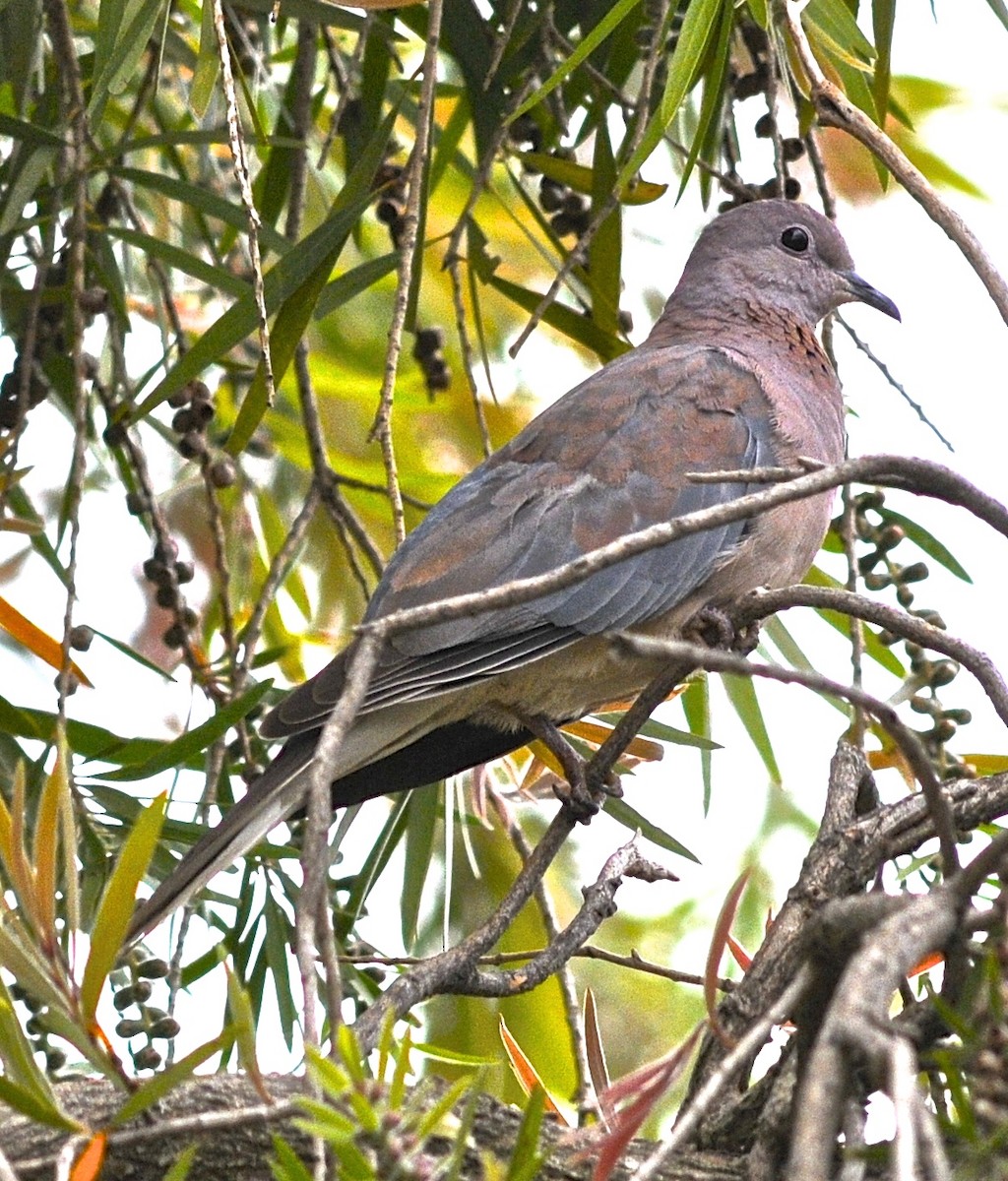 Laughing Dove - ML205398731