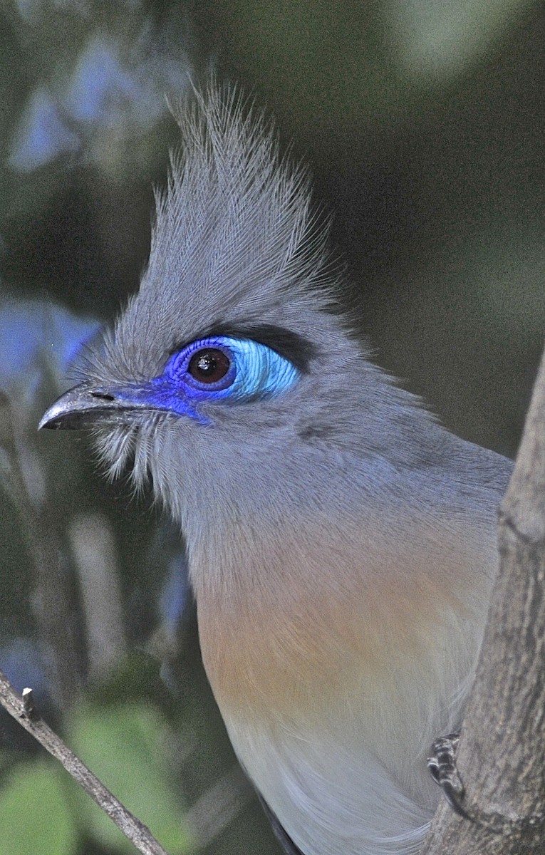 Crested Coua (Crested) - ML205398751