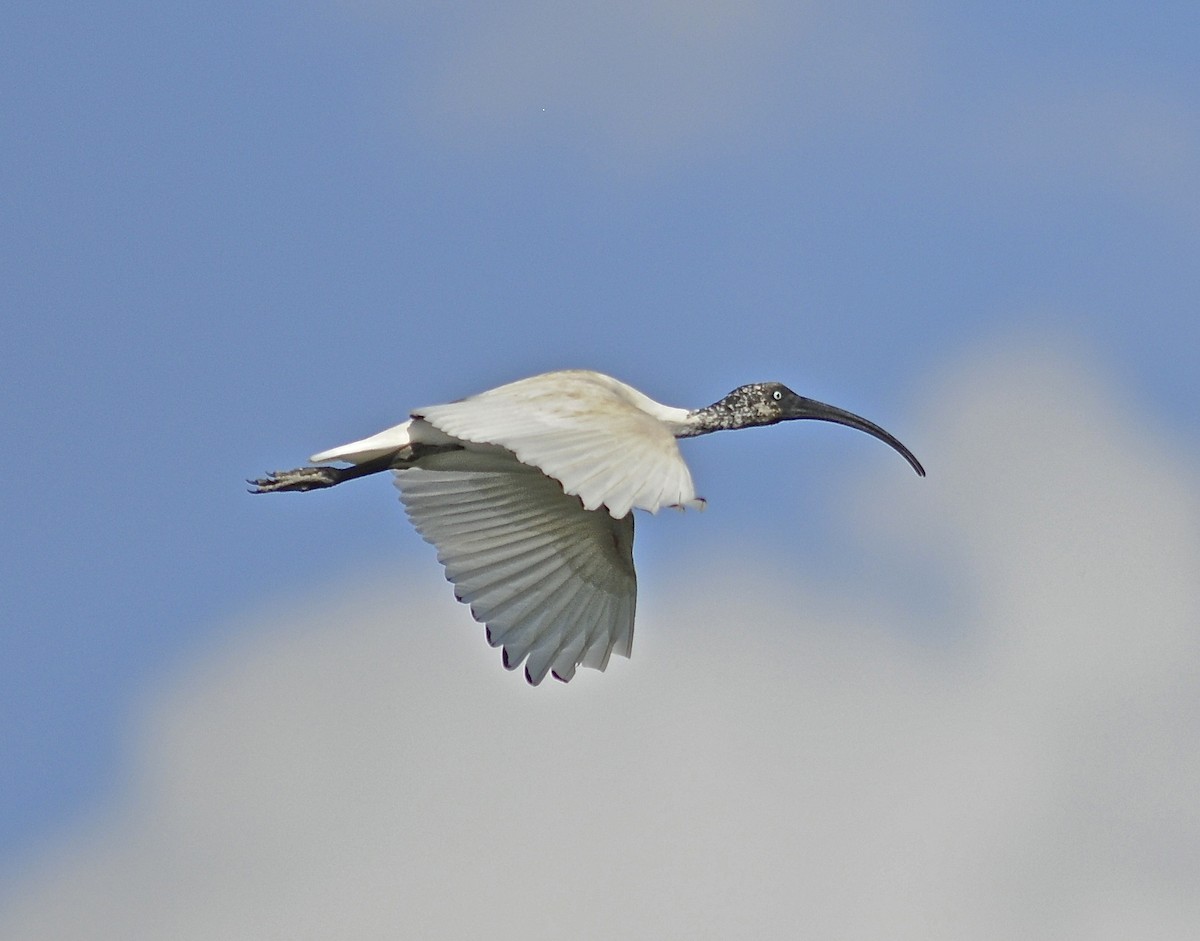 ibis bledooký - ML205398881