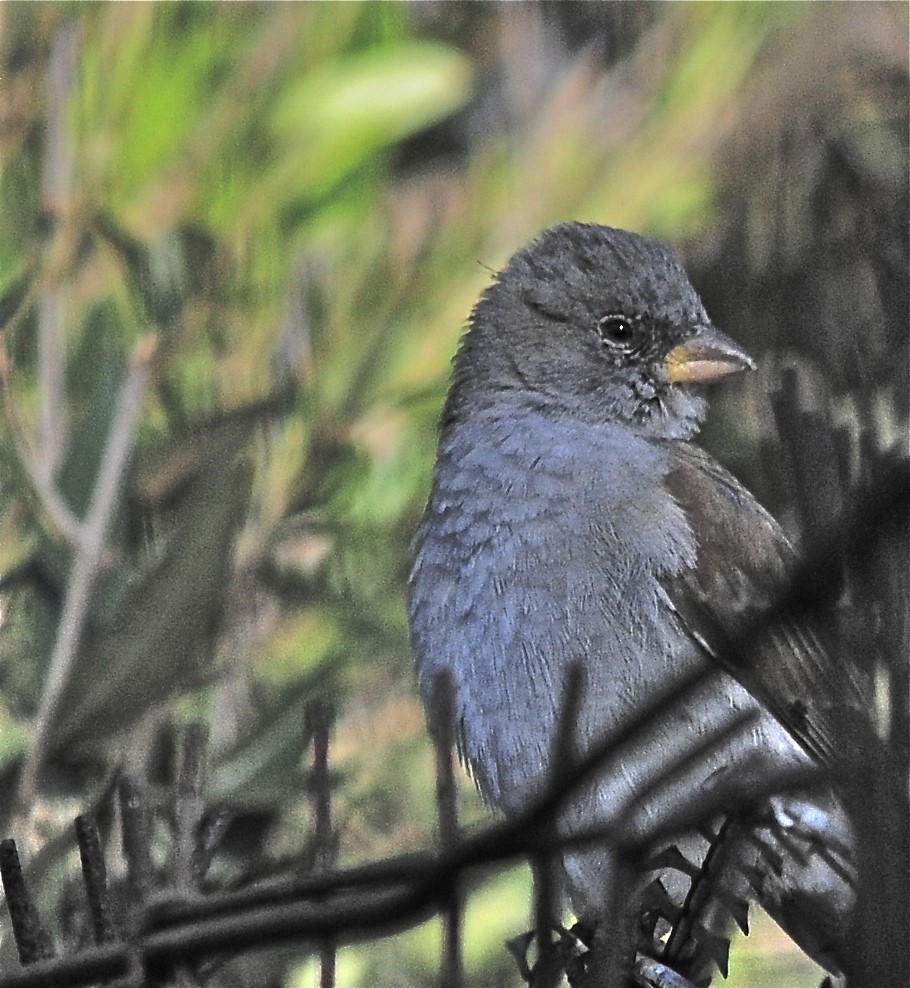 Southern Gray-headed Sparrow - Theresa Bucher