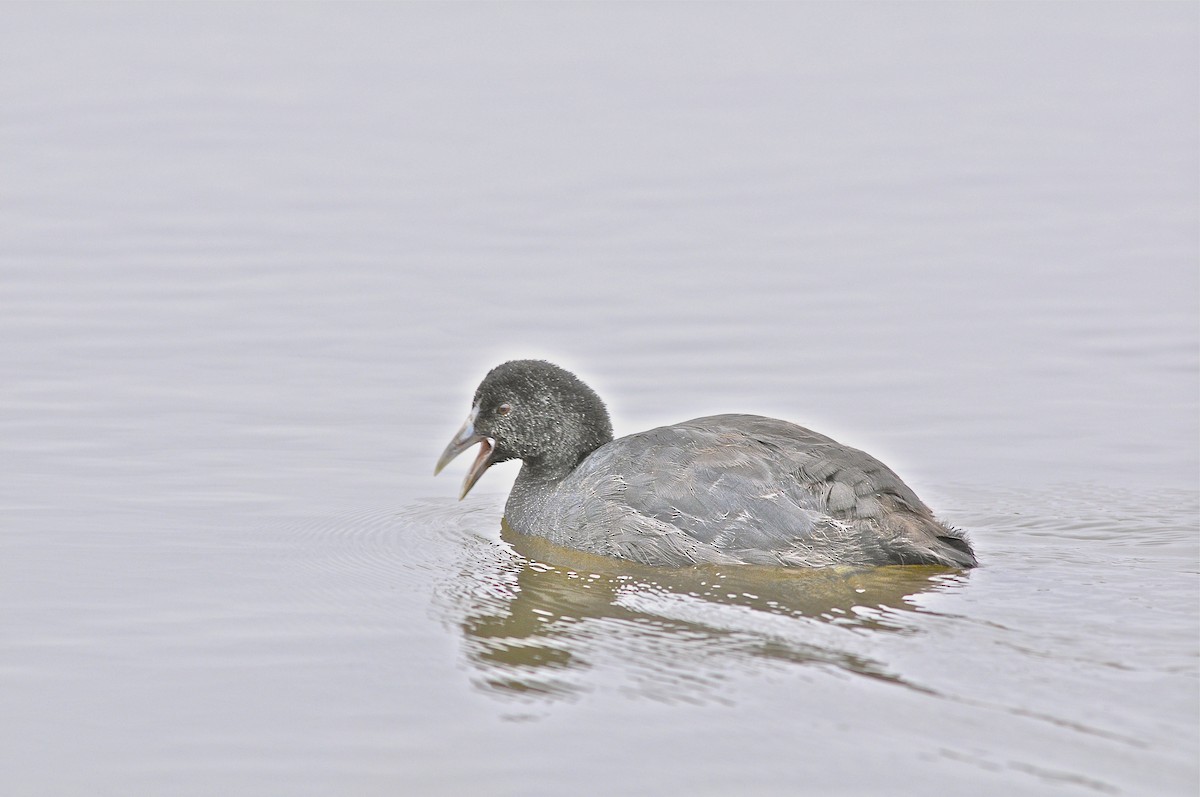 Red-knobbed Coot - Theresa Bucher