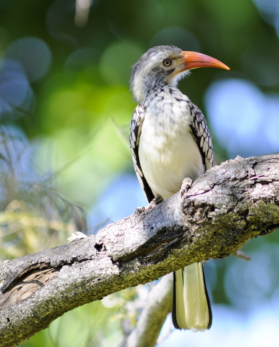 Southern Red-billed Hornbill - Theresa Bucher