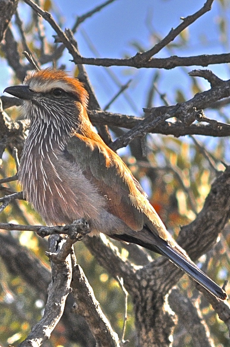 Rufous-crowned Roller - Theresa Bucher