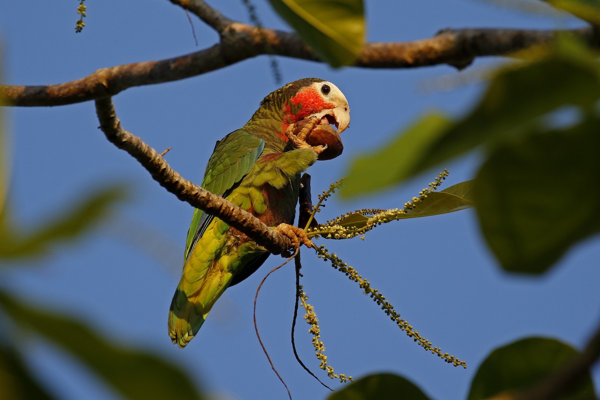 Cuban Parrot (Cuban) - ML205399241