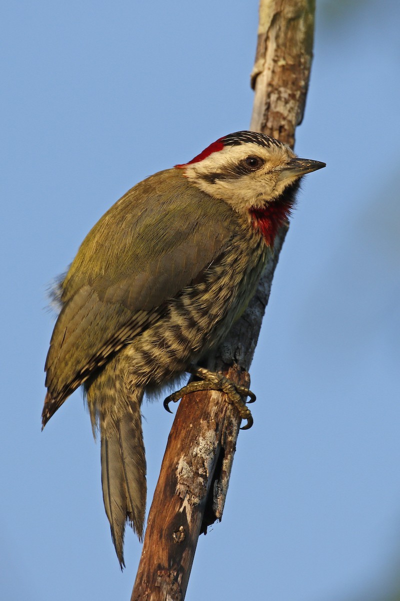 Cuban Green Woodpecker - ML205399251