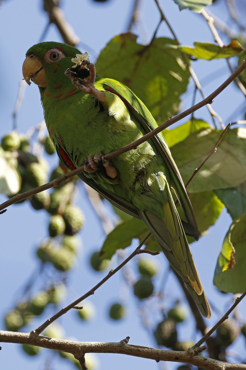 Cuban Parakeet - Adam Bowley