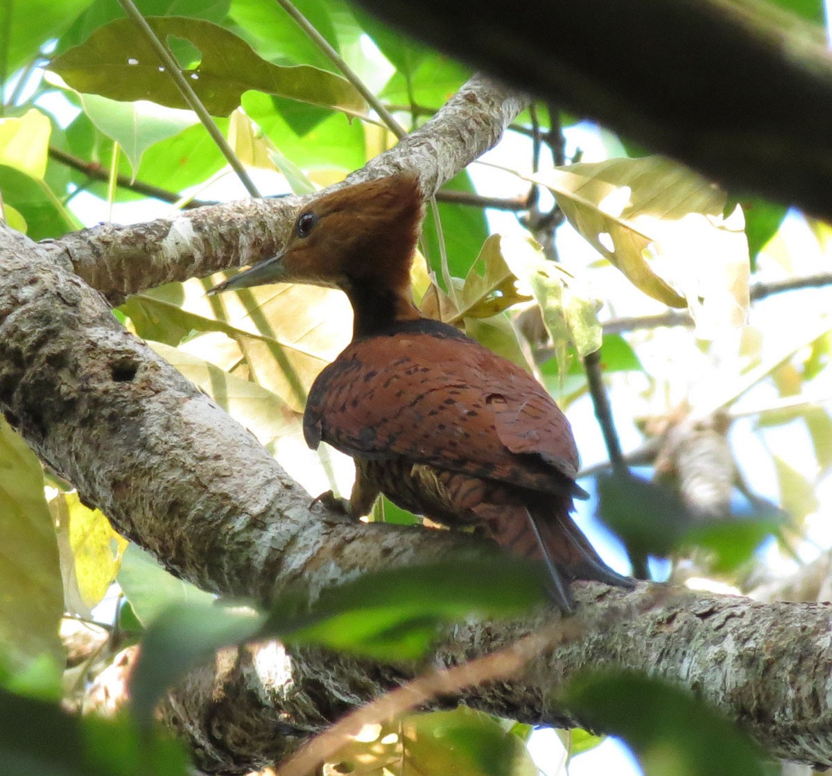 Ringed Woodpecker (Amazonian Black-breasted) - ML205399541