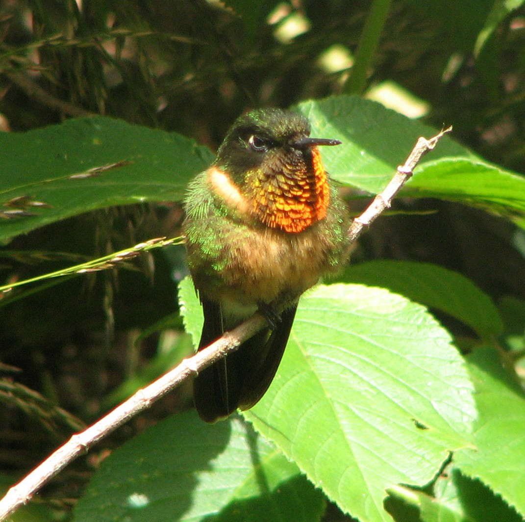 kolibřík oranžovohrdlý - ML205399621
