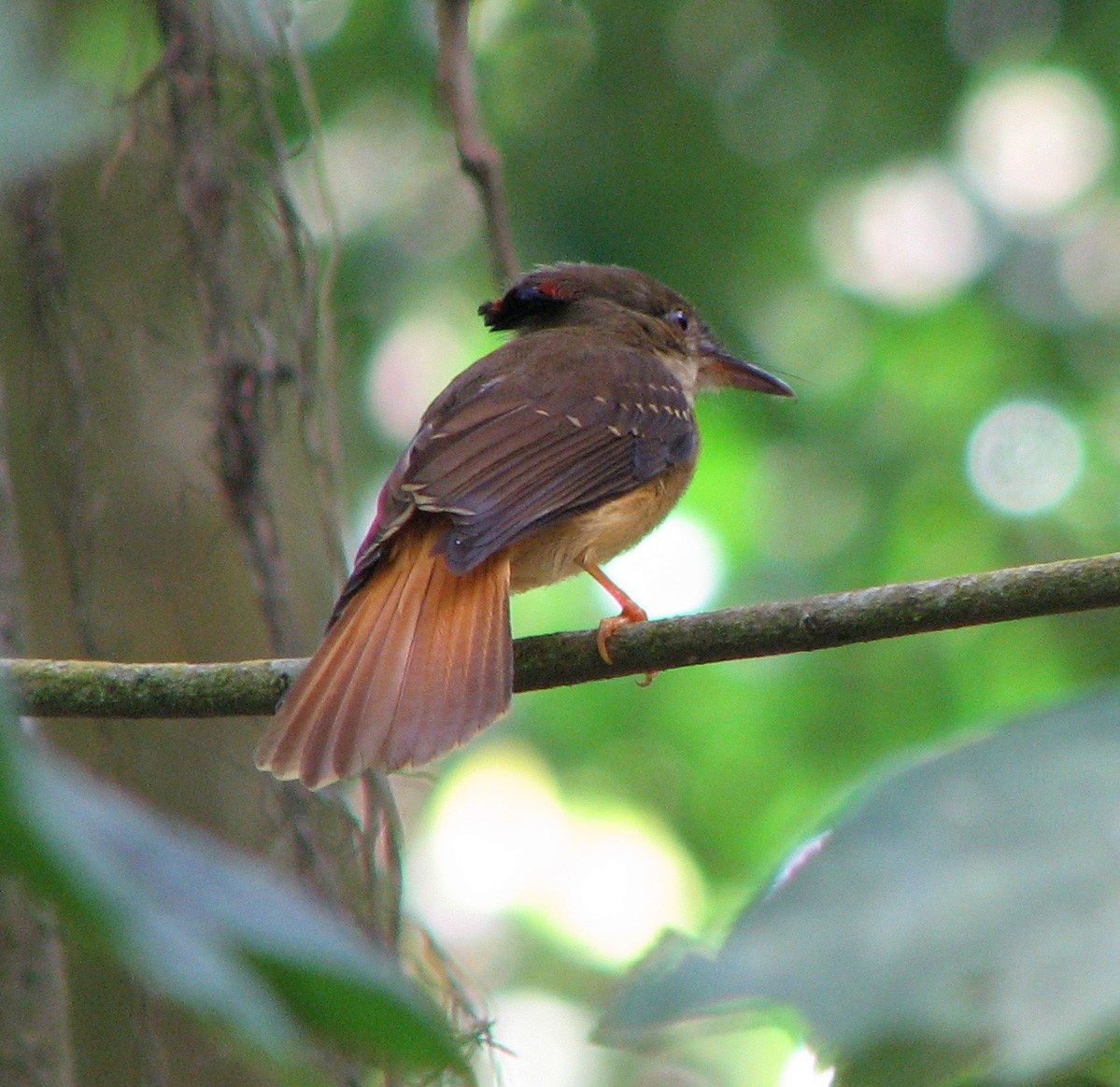 Tropical Royal Flycatcher (Northern) - Gustavo A. Rodriguez