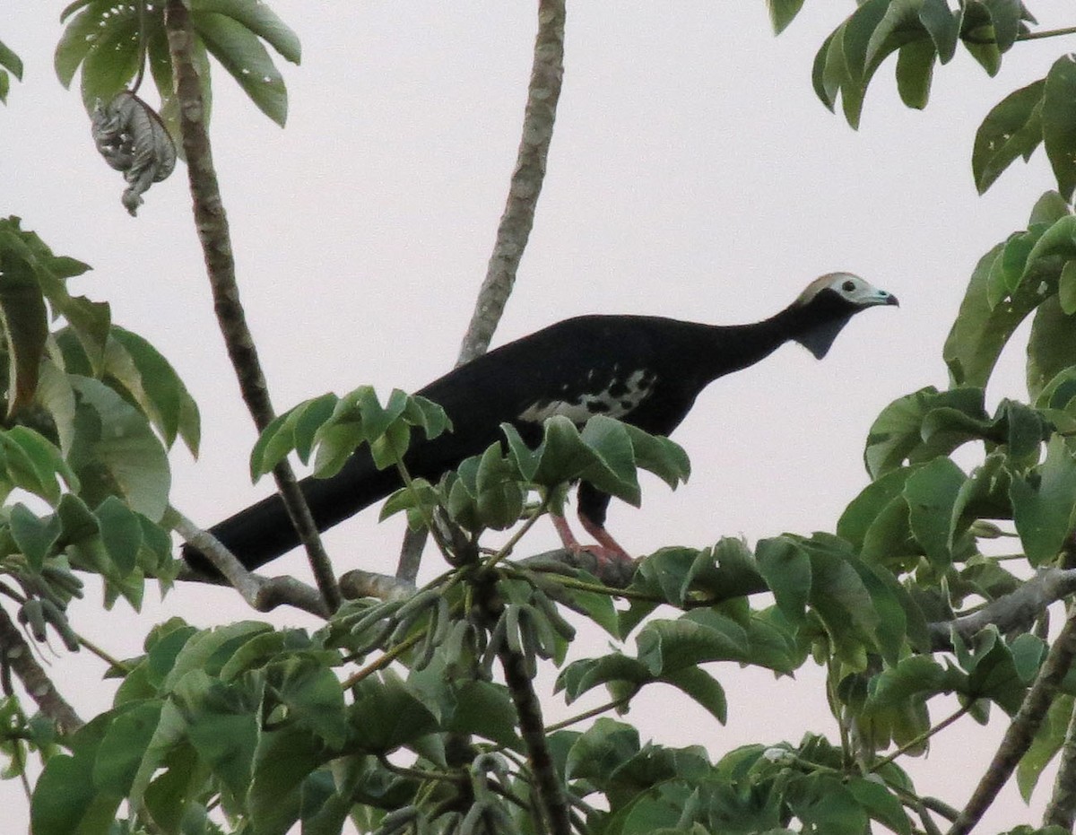 Blue-throated Piping-Guan - Gustavo A. Rodriguez