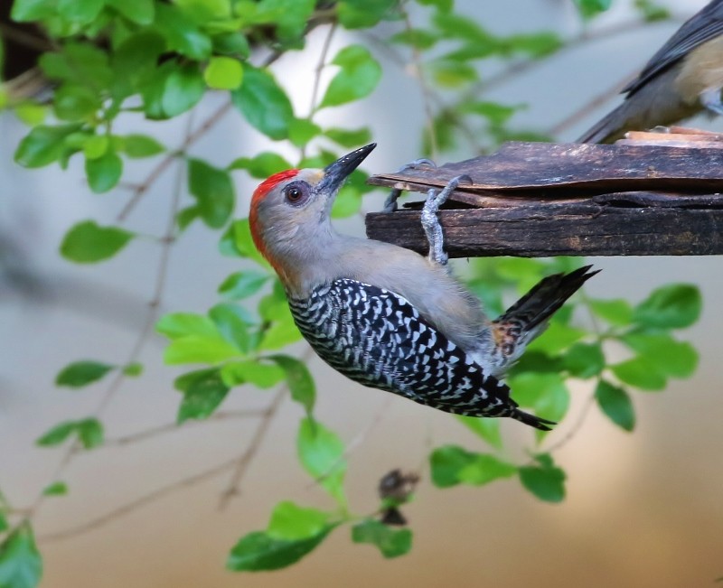 Red-crowned Woodpecker - ML205399841