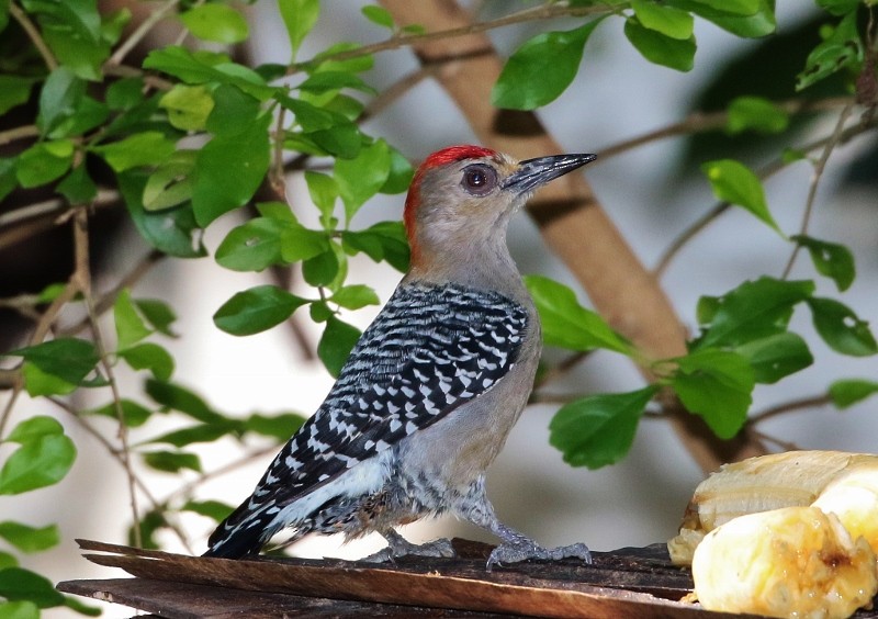 Red-crowned Woodpecker - ML205399851