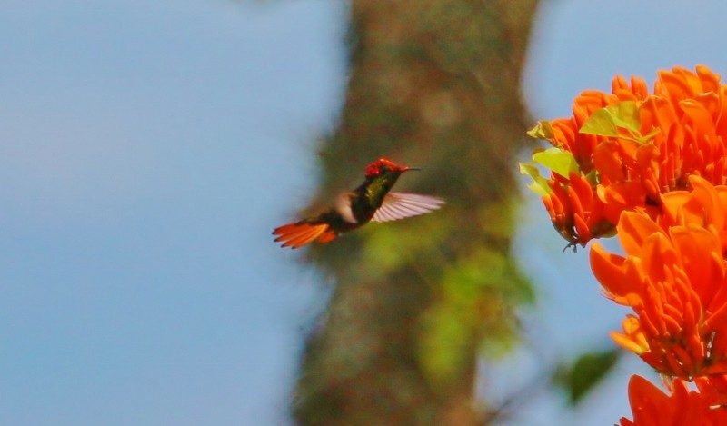 Ruby-topaz Hummingbird - Margareta Wieser
