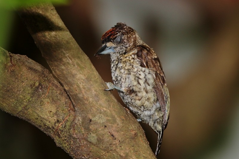 Scaled Piculet (Scaled) - ML205400271