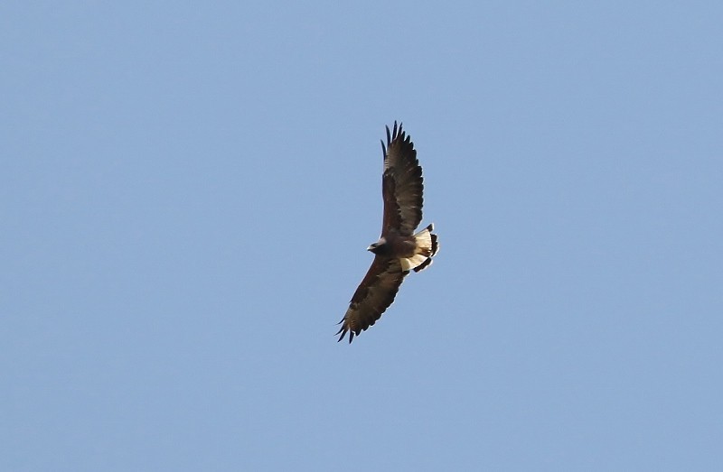 White-tailed Hawk - Margareta Wieser