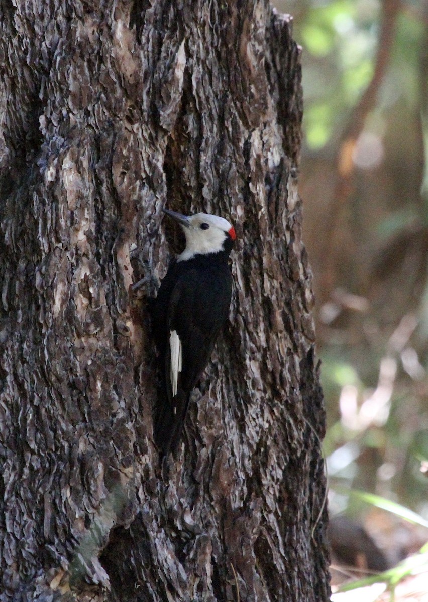 White-headed Woodpecker - ML205400441