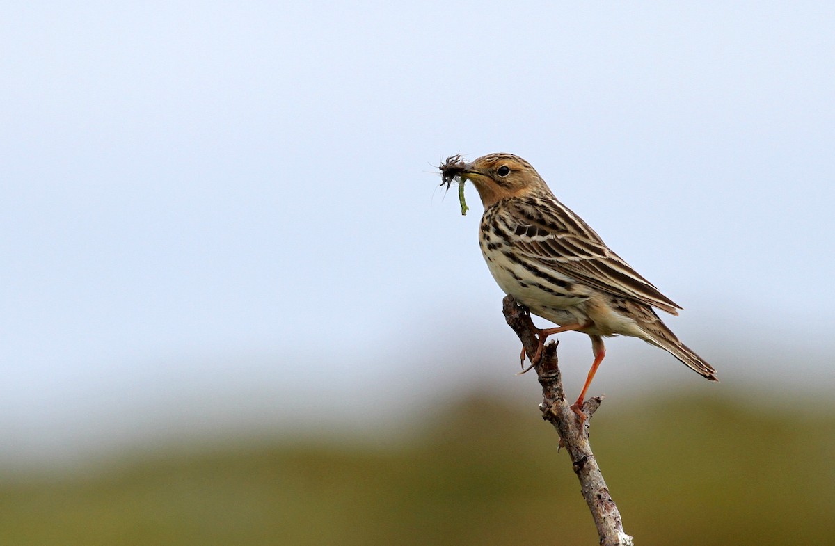 Red-throated Pipit - Alex Mascarell Llosa