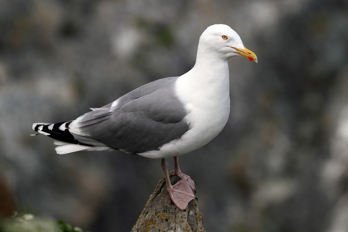 Herring Gull (European) - ML205400551