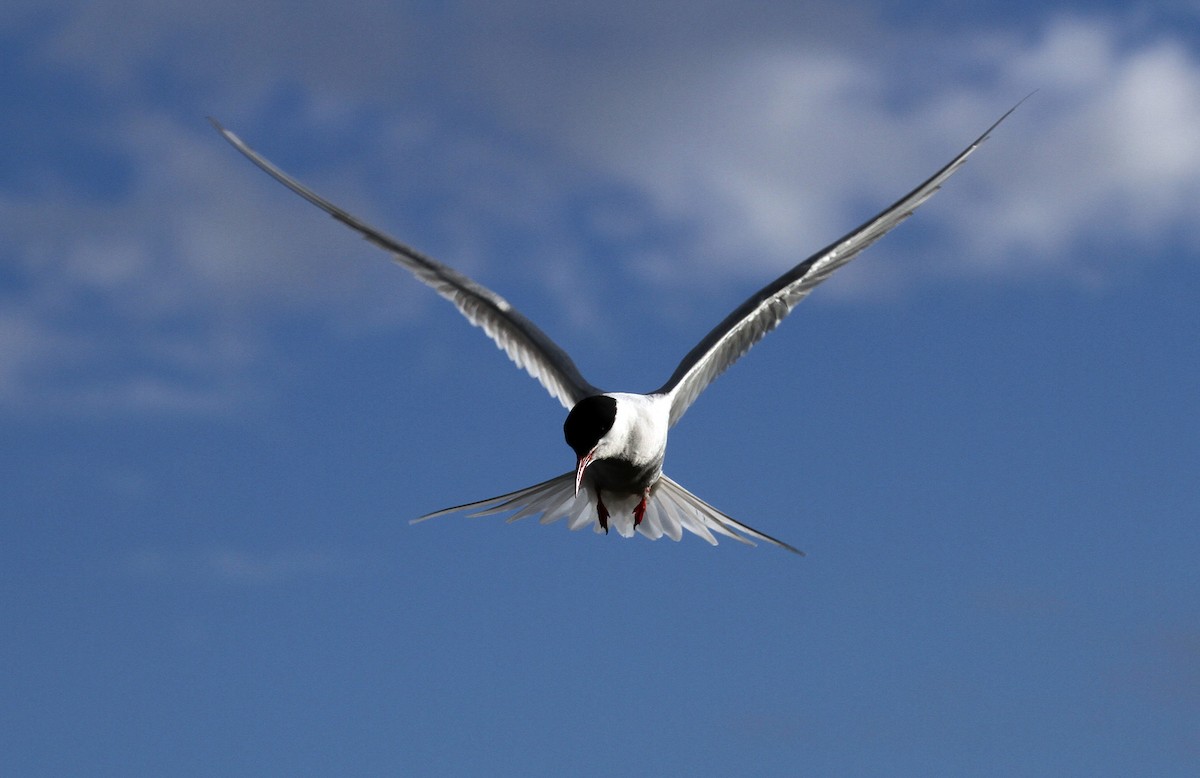 Arctic Tern - Alex Mascarell Llosa