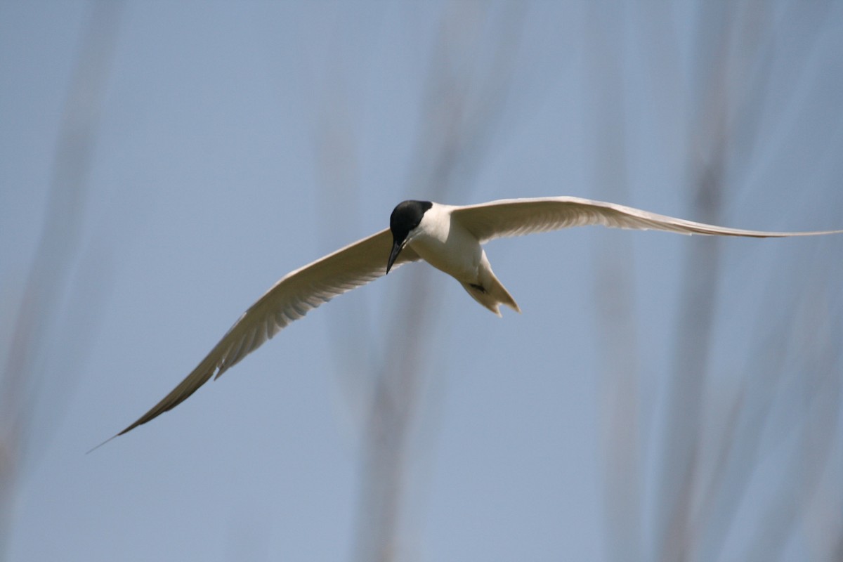 Gull-billed Tern - Alex Mascarell Llosa