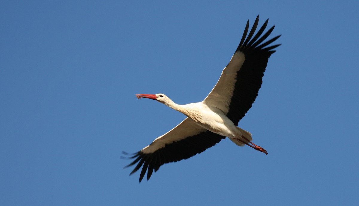 White Stork - Alex Mascarell Llosa