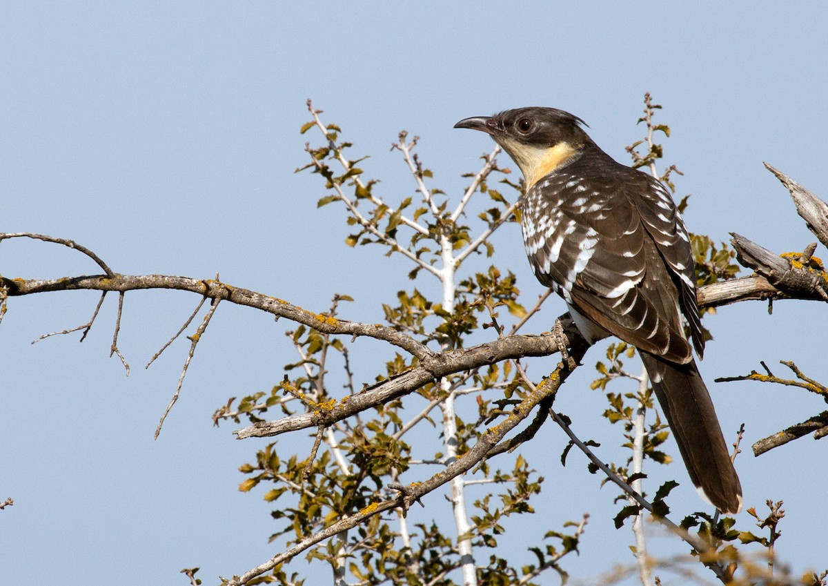 Great Spotted Cuckoo - Alex Mascarell Llosa