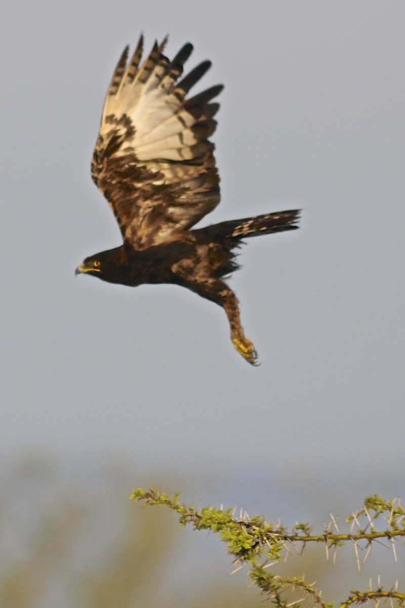 Long-crested Eagle - Theresa Bucher