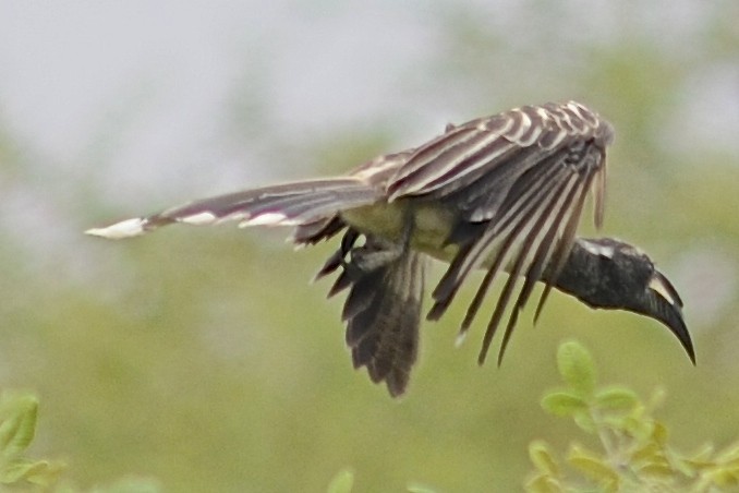 African Gray Hornbill - ML205401441