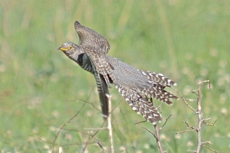 African Cuckoo - ML205401471
