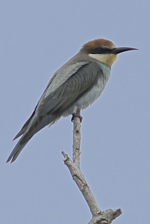 European Bee-eater - ML205401501