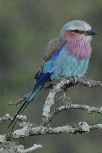 Lilac-breasted Roller (Lilac-breasted) - Theresa Bucher