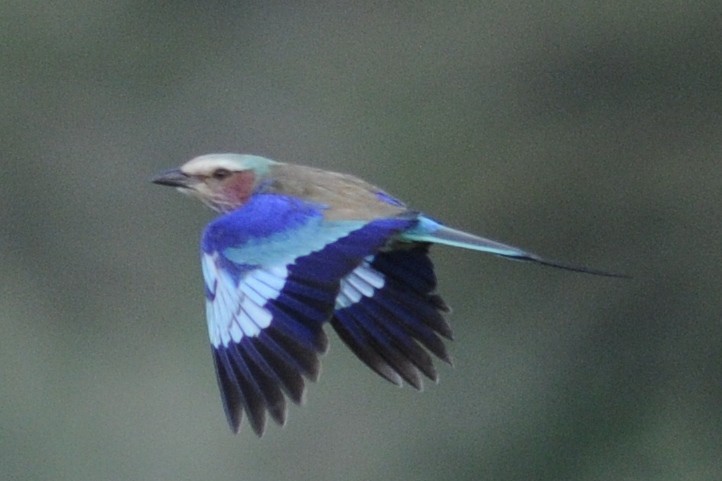Lilac-breasted Roller (Lilac-breasted) - ML205401521